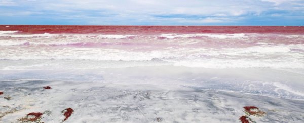 Hurricane Michael could bring the toxic 'red tide' algae to harm even more people