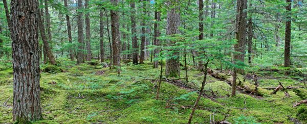 Creepy footage shows the forest "breathing"