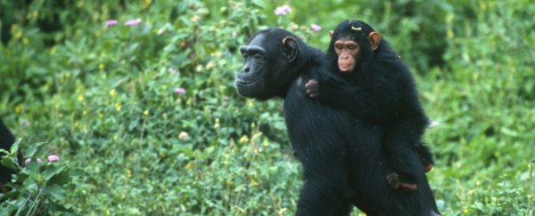 To protect their babies from infanticide, female chimps have developed an ingenious strategy