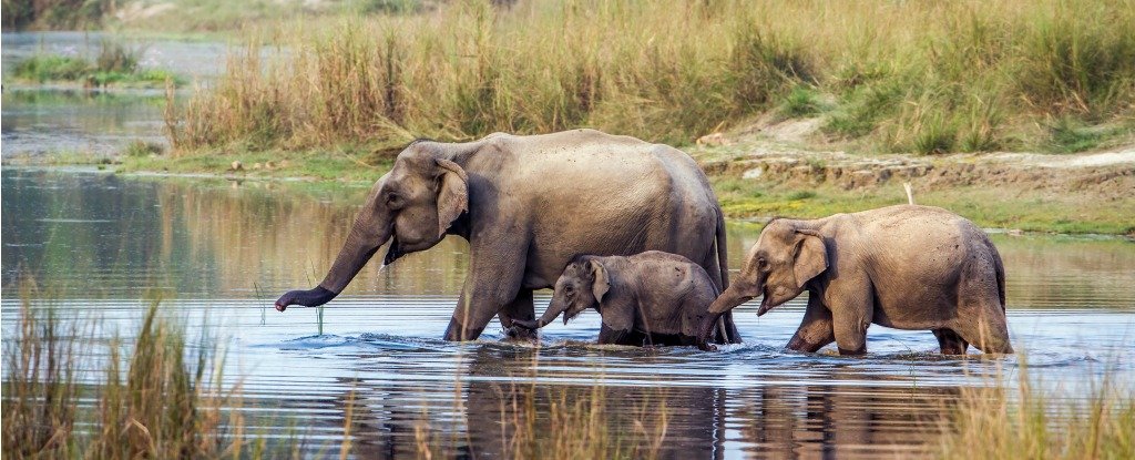 Asian elephants may have maths skills closer to humans than any other animal