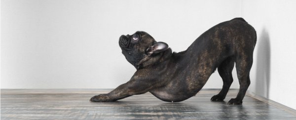 Is it actually bad to crack your own back?