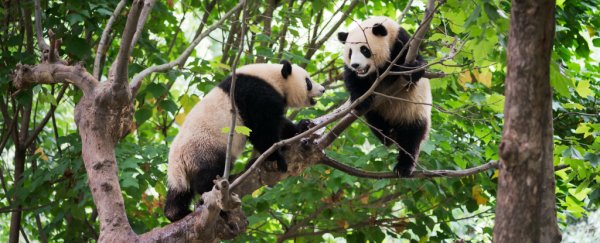 Desperate to know how Panda sex will turn out, scientists listen to their love bleats