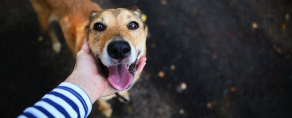 Dogs might understand human words better than we suspected, study shows