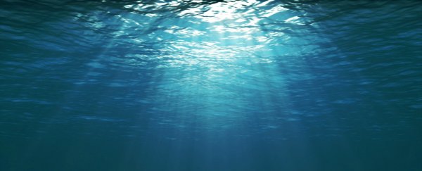 In the icy, dark depths of the Arctic Ocean, scientists find a surprising abundance of life