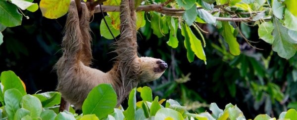 Sloths have a super weird metabolic ability nobody has ever seen before