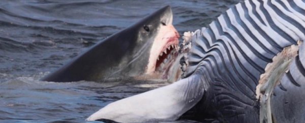 A 6-metre great white shark ate a dead whale in front of a boat full of tourists