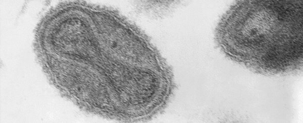 Scientists are getting seriously worried about synthetic smallpox, and we need to keep alert