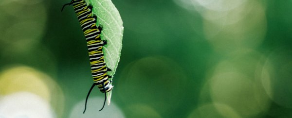 Insects are rapidly disappearing around the world, leaving scientists horrified