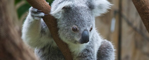 A dog saved a wild baby koala, and it's the best thing you'll see all day