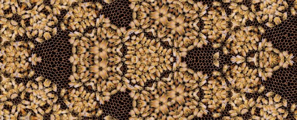 Something eerie happens to the bees during a total solar eclipse