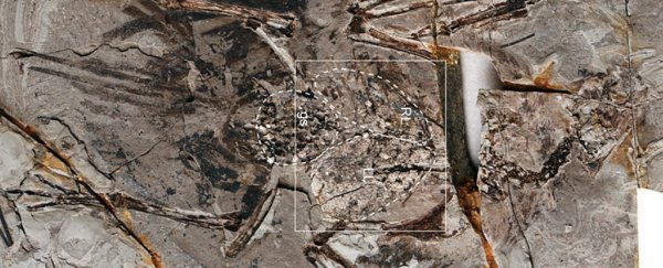 Scientists have found what they think are incredibly preserved 120 million-year-old bird lungs