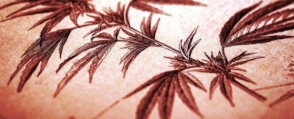 This company is trialling 'weed tampons' to treat women's menstrual cramps
