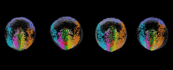 Breathtaking new microscope reveals mouse embryos growing in real time, cell by cell