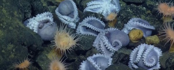 Scientists Have Found The Largest Deep-Sea Nursery, With More Than 1000 Octopuses