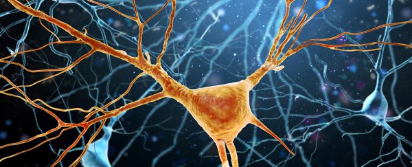 We've found a crucial difference in human brain cells that could help explain our unique intelligence