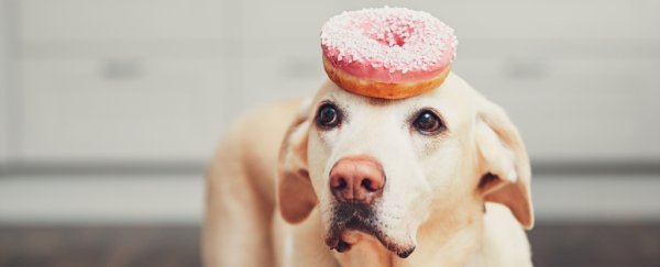 Sorry, your dog actually isn't the cleverest, according to science