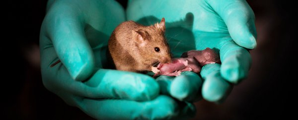 Chinese researchers have spawned healthy mice with 2 biological mothers and no father