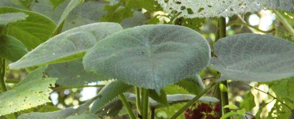 A scientist explains what it's like to be stung by the world's most painful plant