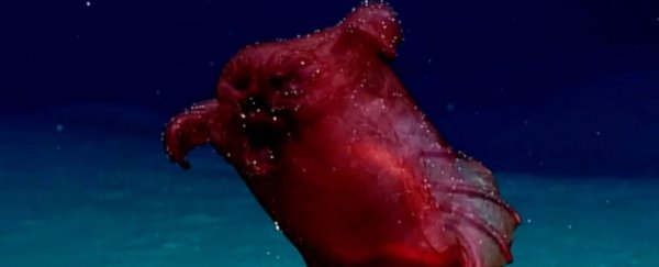 Scientists capture rare footage of a 'headless chicken monster' in the depths of the Southern Ocean