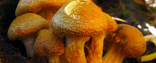 A single fungus has turned out to be one of the oldest and biggest organisms on Earth