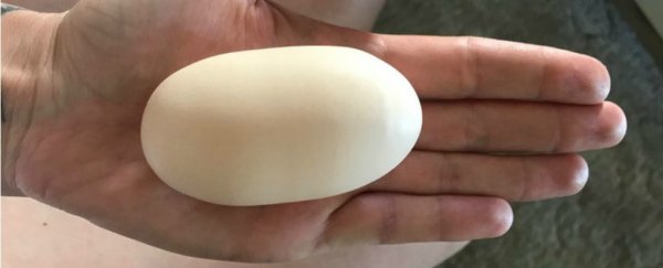 This chicken is laying such monstrous eggs, she's now famous on Reddit