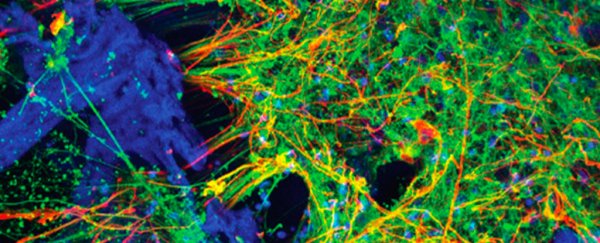 Scientists have grown functional, three-dimensional human neural networks from stem cells