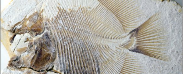 The Jurassic seas had flesh-eating, piranha-like fish, and we're not even surprised