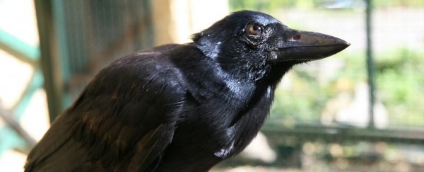 Crows can build compound tools out of multiple parts, and are you even surprised