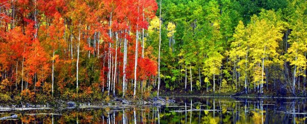 Human Activity Is Killing One of The Largest Organisms on The Planet
