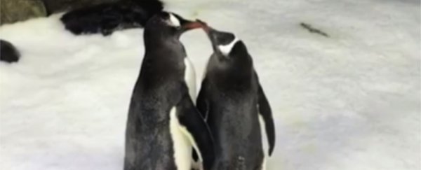 In Sydney, two male penguins have paired up and fostered a chick