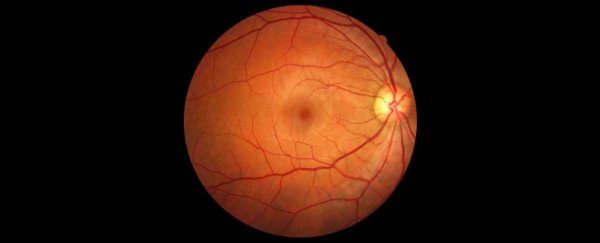 Scientists have grown a human retina from scratch in the lab
