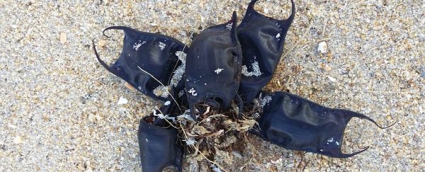 Weird black pouches washing up on North Carolina beaches have an unexpected origin