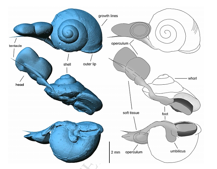 scansione 3d cretaceo ambra lumaca