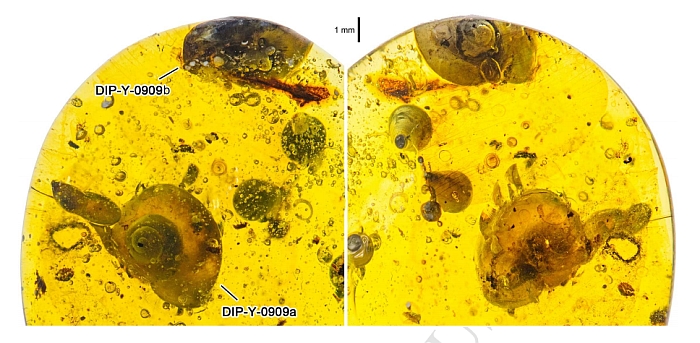 snail amber cretaceous scale