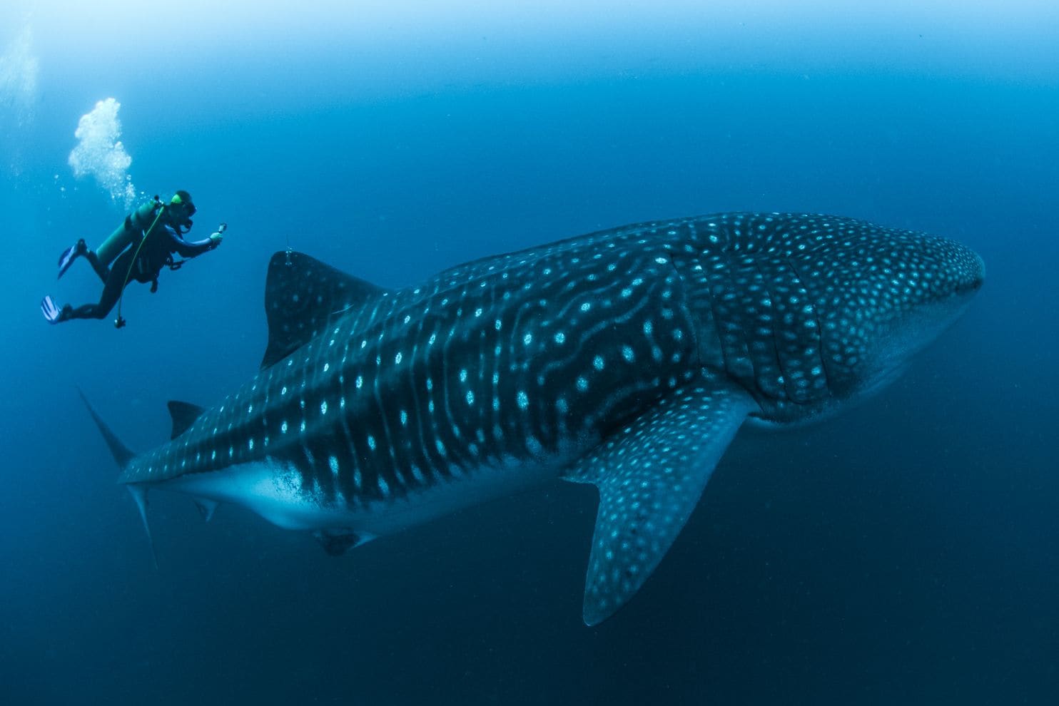 Rui Matsumoto performs an ultrasound on an adult female whale shark. (Simon J. Pierce)