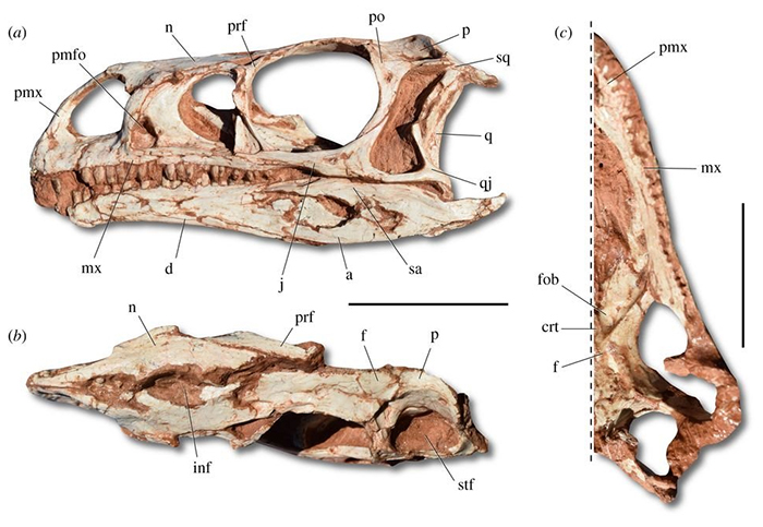 dino skel 2