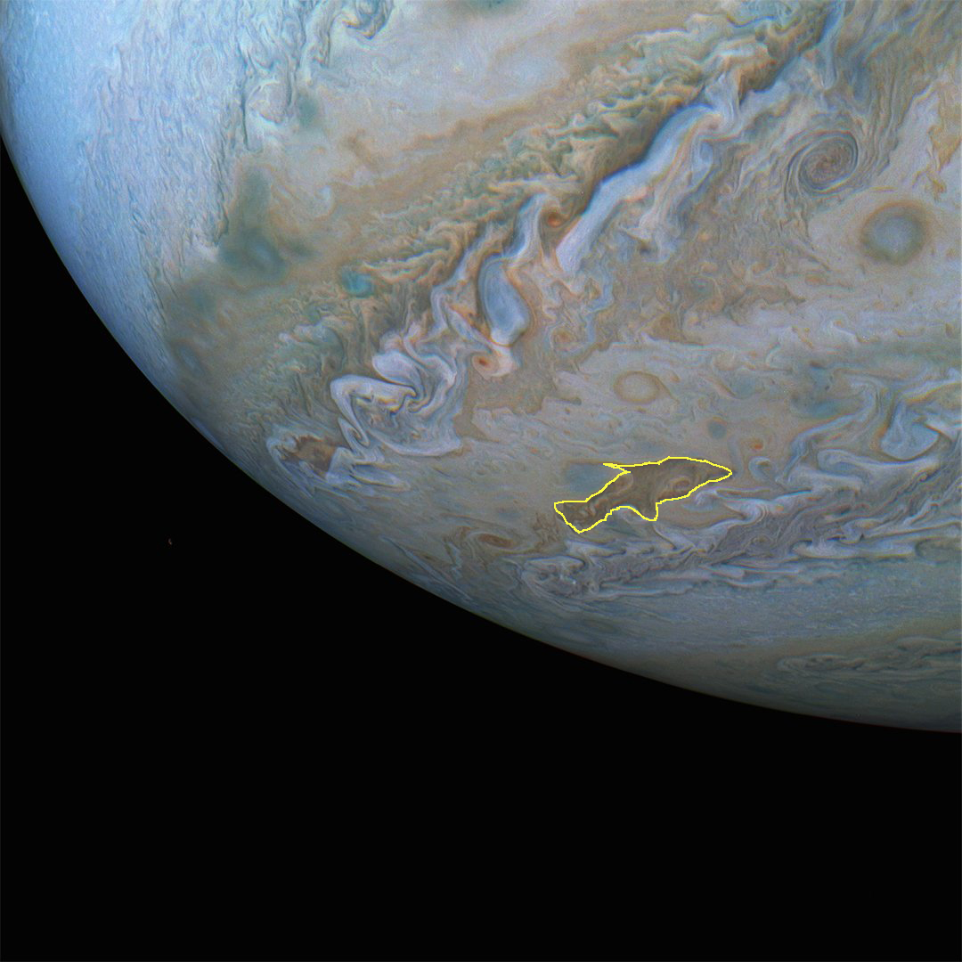 dolphin highlighted jupiter pic