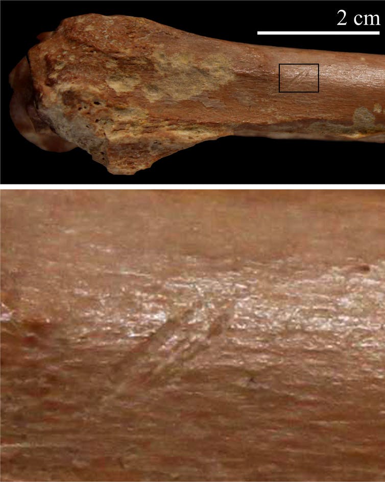 Stone tool cut marks on animal skeleton. (I. Caceres)