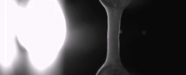 Scientists just engineered human heart tissue that beats like the real thing