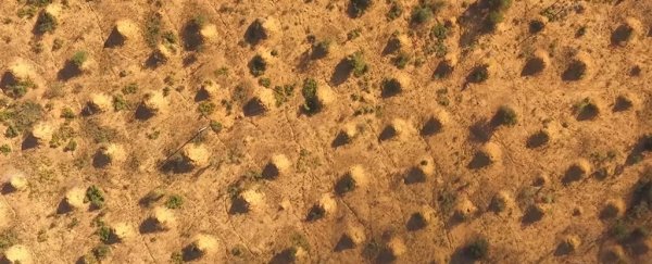 These mysterious mounds in Brazil are 4,000 years old and visible from space