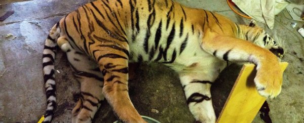 Horrific tiger slaughterhouse in Czechia has exposed illegal animal trade in Europe