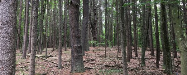 Scientists have found rare giant viruses lurking in the soil of a US forest