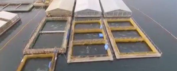 Illegal 'whale jail' has been spotted in Russia, lifting the lid on a massive animal exploitation industry
