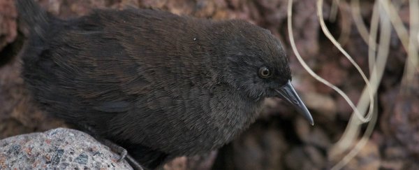 How a tiny flightless bird got to an island in the middle of the Atlantic