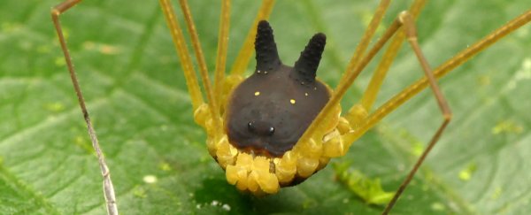 This freaky arachnid with a black bunny head is totally real, we kid you not
