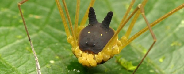 BunnyHarvestman_web_600.jpg