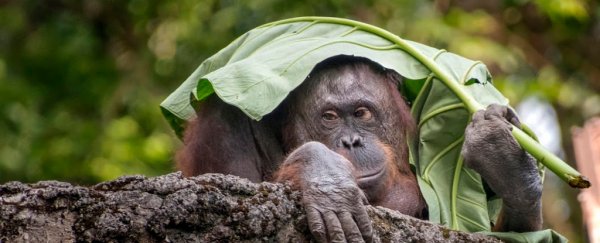 Orangutans are the only non-human primates we know of who can talk about the past