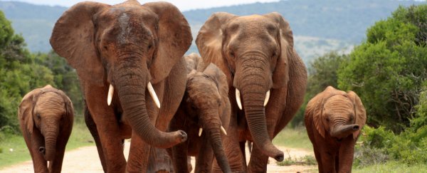 There's early evidence poaching Is causing Elephants to Evolve Away From Having Tusks