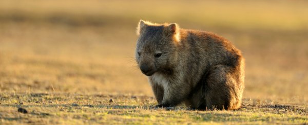 There's a new study on why wombats poop cubes, and it might have some answers