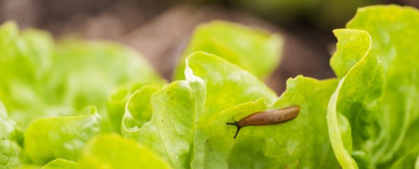 An Australian man has died 8 years after eating a garden slug on a dare
